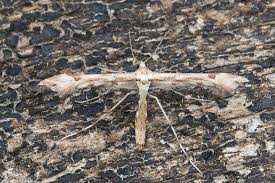 Attēlu rezultāti vaicājumam “Platyptilia gonodactyla”