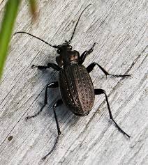 Attēlu rezultāti vaicājumam “Carabus granulatus”