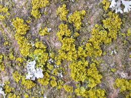Attēlu rezultāti vaicājumam “Xanthoria candelaria”