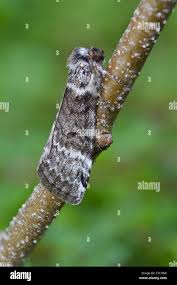 Attēlu rezultāti vaicājumam “Tetheella fluctuosa”