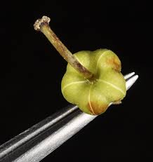 Attēlu rezultāti vaicājumam “Orthilia secunda fruit”