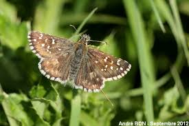Attēlu rezultāti vaicājumam “Pyrgus alveus upperside”