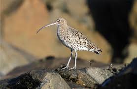 Attēlu rezultāti vaicājumam “Numenius arquata”