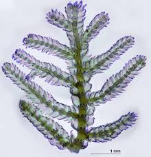 Attēlu rezultāti vaicājumam “Lepidozia reptans”