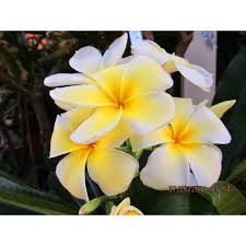 Image result for Leaves Green Bowmen