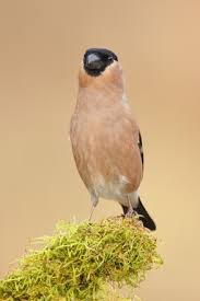 Attēlu rezultāti vaicājumam “Pyrrhula pyrrhula female”
