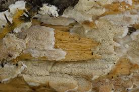 Attēlu rezultāti vaicājumam “Gloeoporus dichrous”