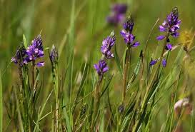 Attēlu rezultāti vaicājumam “Polygala vulgaris flower”