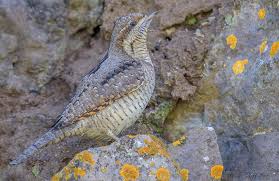 Attēlu rezultāti vaicājumam “Jynx torquilla adult”