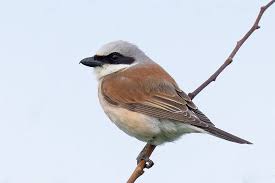 Attēlu rezultāti vaicājumam “Lanius collurio”