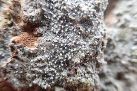 Attēlu rezultāti vaicājumam “Lecanactis abietina”