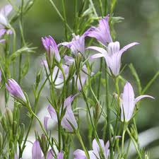 Image result for Campanula rapunculus