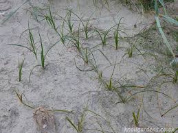 Attēlu rezultāti vaicājumam “Carex arenaria”