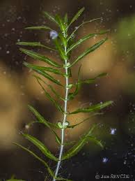 Attēlu rezultāti vaicājumam “Callitriche hermaphroditica leaf”