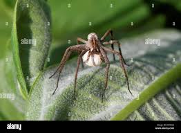 Attēlu rezultāti vaicājumam “Pisaura mirabilis cocoon”