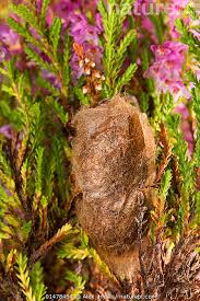 Attēlu rezultāti vaicājumam “Saturnia pavonia cocoon”