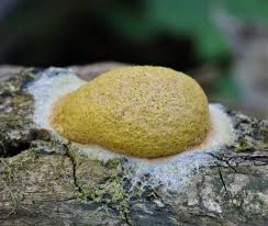 Attēlu rezultāti vaicājumam “Oligonema favogineum young”