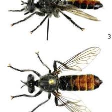 Attēlu rezultāti vaicājumam “Laphria gibbosa”