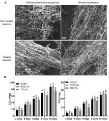 Attēlu rezultāti vaicājumam “Rhodonia placenta”