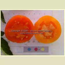 Afbeeldingsresultaat voor belarus orange tomato