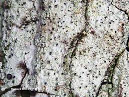 Attēlu rezultāti vaicājumam “Cliostomum corrugatum”