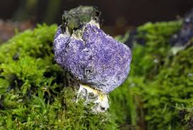 Attēlu rezultāti vaicājumam “Nectriopsis violacea”
