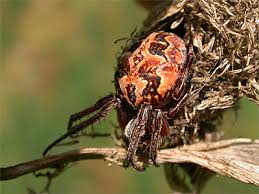 Attēlu rezultāti vaicājumam “Larinioides cornutus”