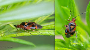 Attēlu rezultāti vaicājumam “Deraeocoris ruber”