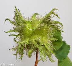 Attēlu rezultāti vaicājumam “Corylus colurna”