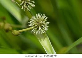 Attēlu rezultāti vaicājumam “Sparganium erectum aggr. flower”