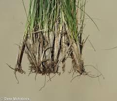 Attēlu rezultāti vaicājumam “Festuca ovina fruit”