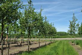Attēlu rezultāti vaicājumam “Crataegus persimilis”