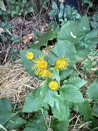 Attēlu rezultāti vaicājumam “Telekia speciosa bud”
