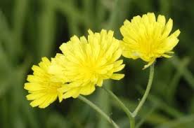 Attēlu rezultāti vaicājumam “Crepis tectorum fruit”