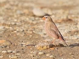 Image result for Bucanetes githagineus