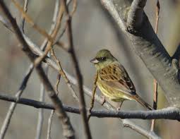 Image result for Emberiza spodocephala