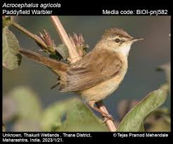 Image result for Acrocephalus agricola