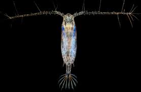 Attēlu rezultāti vaicājumam “Copepoda”