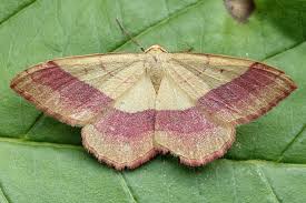 Attēlu rezultāti vaicājumam “Rhodostrophia vibicaria”