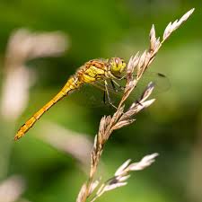Attēlu rezultāti vaicājumam “Sympetrum vulgatum female”