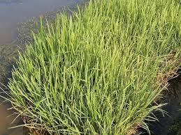 Attēlu rezultāti vaicājumam “Glyceria maxima leaf”