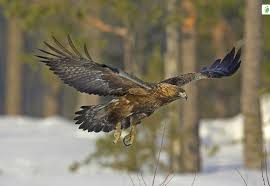 Attēlu rezultāti vaicājumam “Aquila chrysaetos”