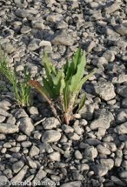 Attēlu rezultāti vaicājumam “Rumex hydrolapathum fruit”