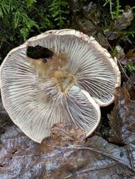 Attēlu rezultāti vaicājumam “Hypholoma lateritium”