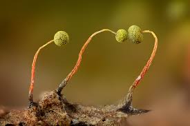 Attēlu rezultāti vaicājumam “Physarum gravidum spores”