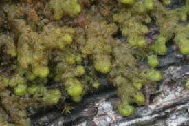 Attēlu rezultāti vaicājumam “Ptilidium pulcherrimum”