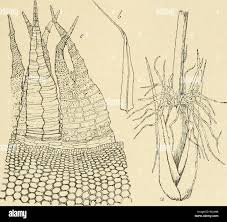 Attēlu rezultāti vaicājumam “Jungermannia sphaerocarpa sporophyte”