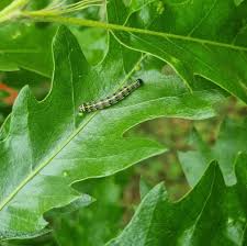 Attēlu rezultāti vaicājumam “Orthosia miniosa”
