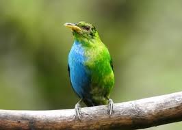 「綠羽毛」的圖片搜尋結果