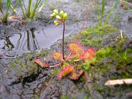 Image result for Drosera